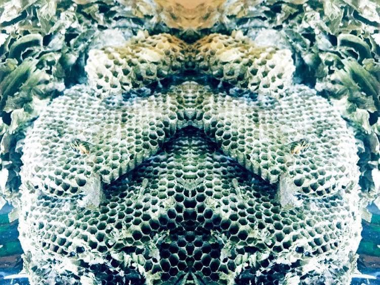 Close-up of the papery comb of a wasp nest